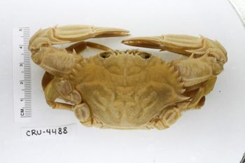 Media type: image;   Invertebrate Zoology CRU-4488 Description: Preserved specimen.;